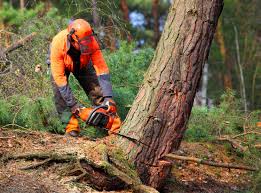 Best Tree Removal  in Harrisonburg, VA