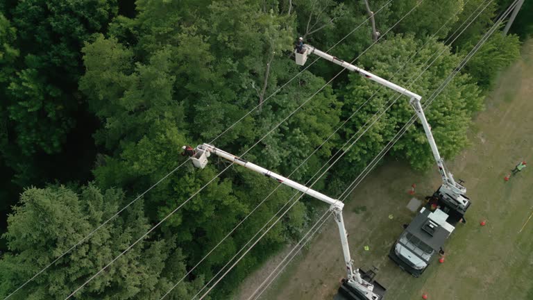 Best Seasonal Cleanup (Spring/Fall)  in Harrisonburg, VA