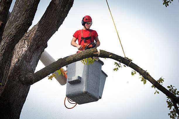 Reliable Harrisonburg, VA Tree Removal Solutions