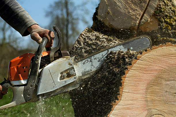 How Our Tree Care Process Works  in  Harrisonburg, VA